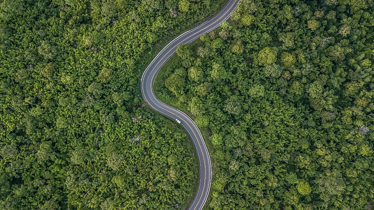 Winding Road in Forest