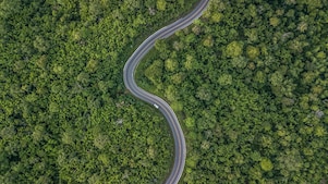 Winding Road in Forest