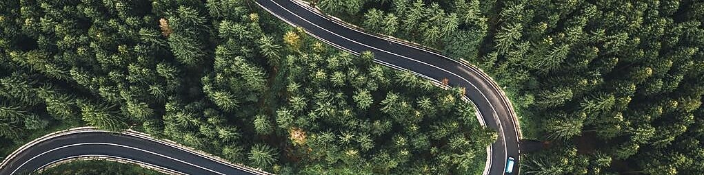 Winding Road in Forest